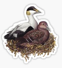 Common Eider Sticker