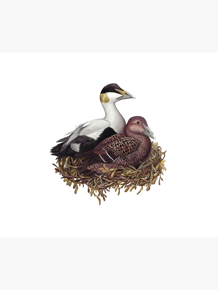 Common Eider Duvet Cover By Jadafitch Redbubble