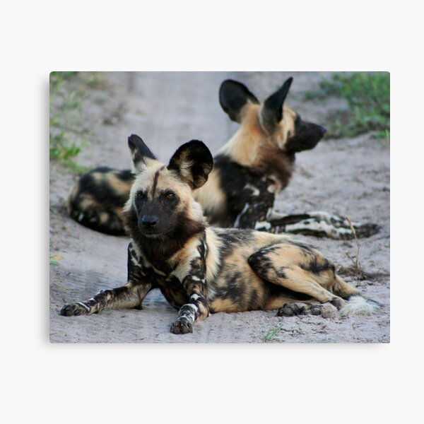 African Wild Dogs Canvas Print