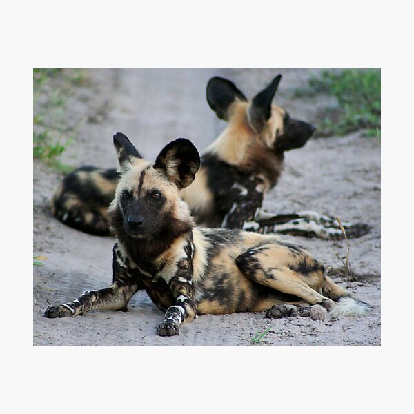 African Wild Dogs Photographic Print