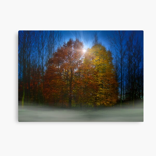 coloured trees Canvas Print