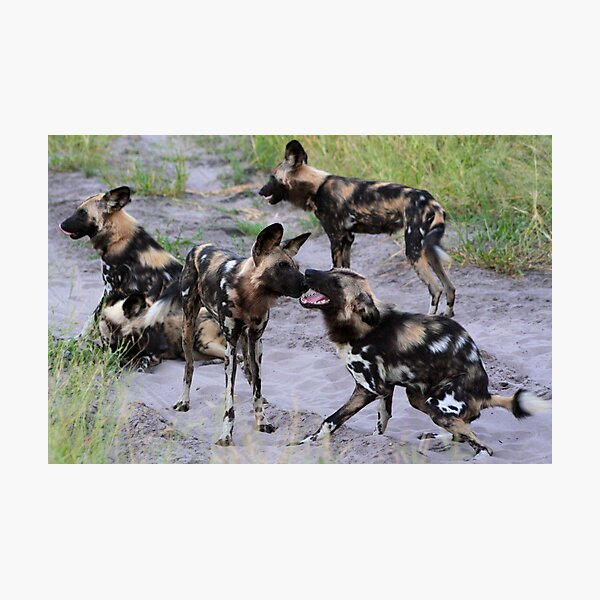 Wild Dogs Greeting Photographic Print