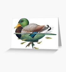 Mallard Greeting Card