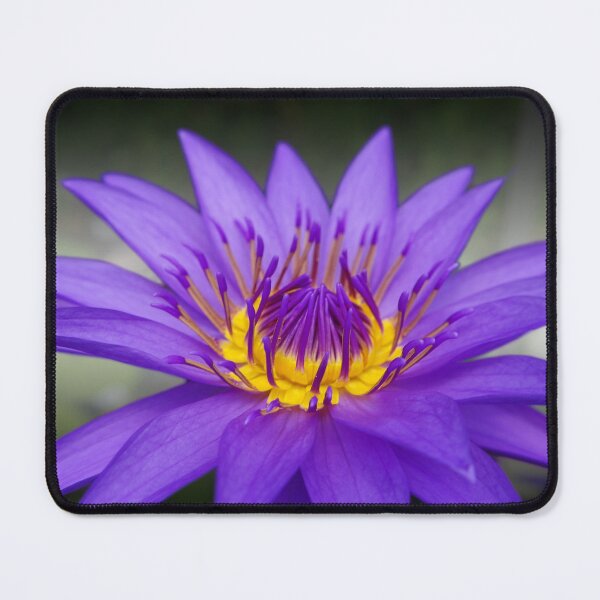 Item preview, Water lily 1 designed and sold by michelofya.