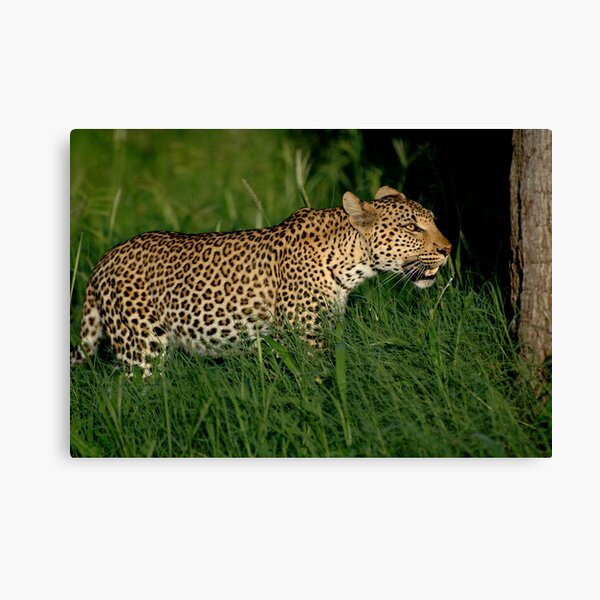 Leopard Canvas Print