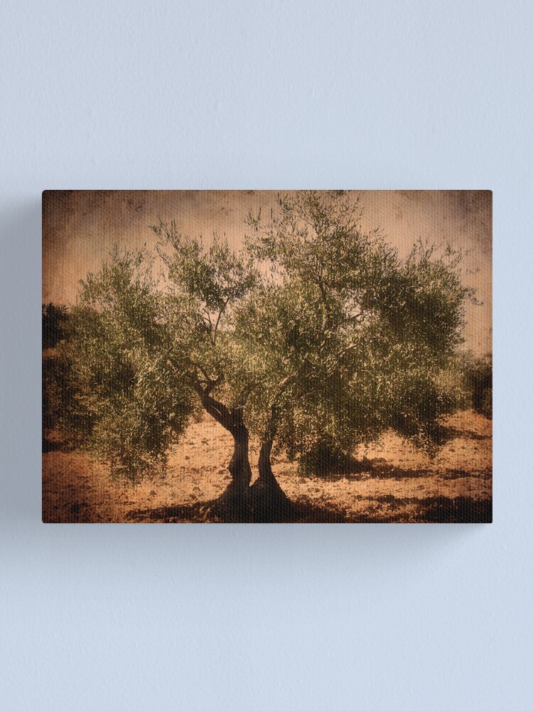 Alternate view of Olive tree Canvas Print