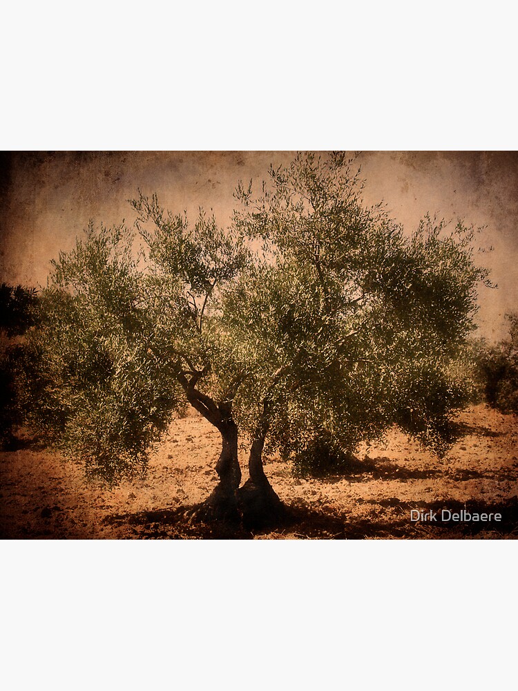 Olive tree by Delbaere