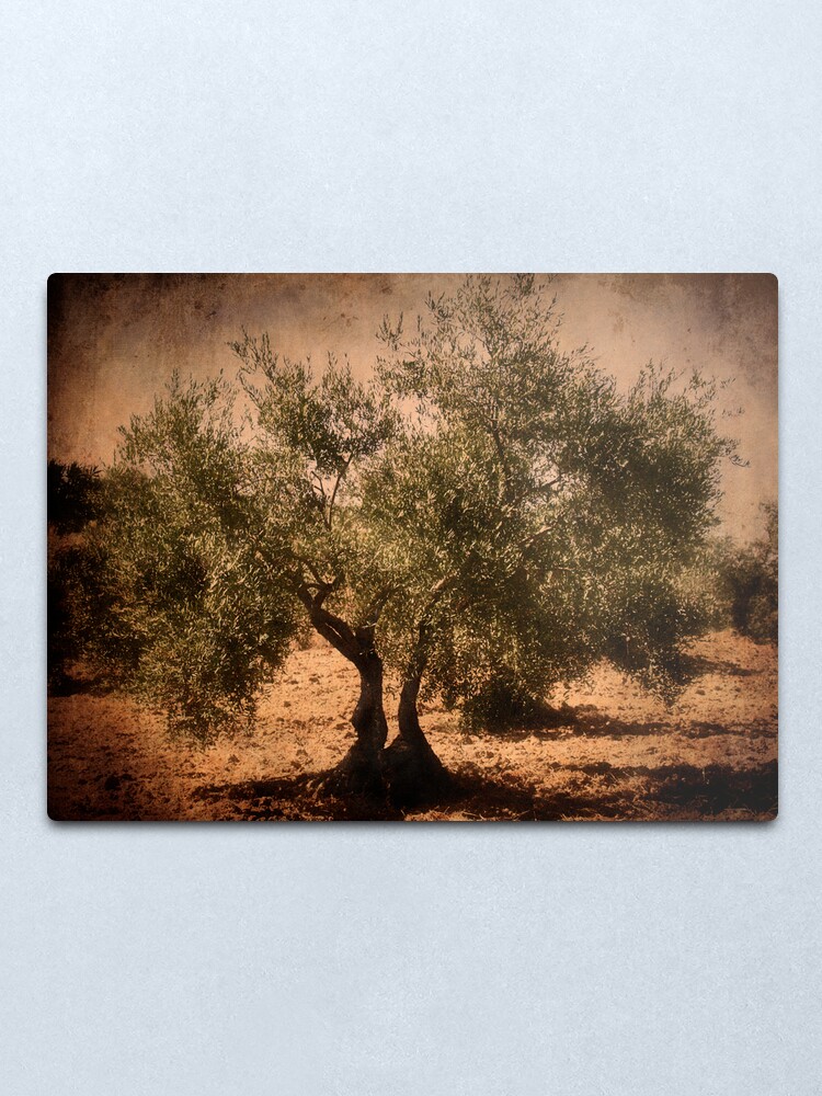 Alternate view of Olive tree Metal Print