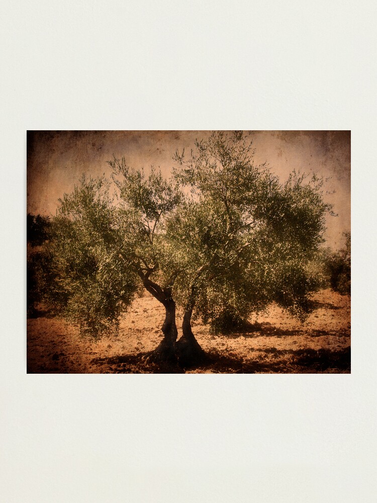 Alternate view of Olive tree Photographic Print