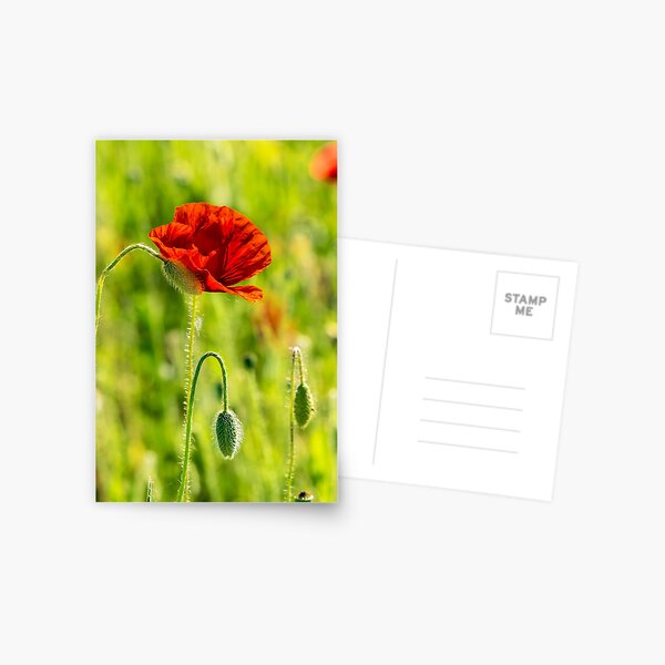 red poppy in the wheat field Postcard