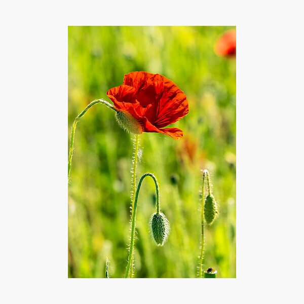 red poppy in the wheat field Photographic Print