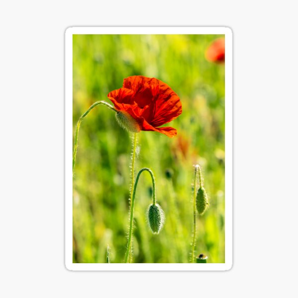 red poppy in the wheat field Sticker