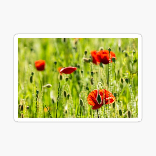 red poppy in the wheat field Sticker