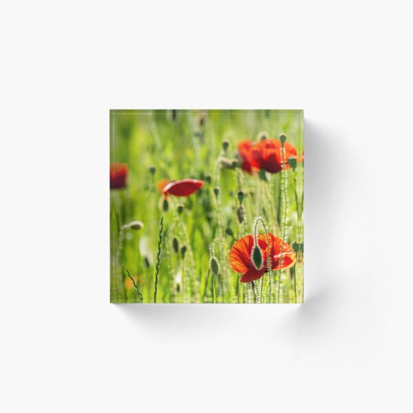 red poppy in the wheat field Acrylic Block