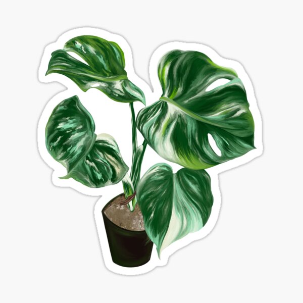 Vista previa del artículo con la obra «monstera albo», diseñado y vendido por ParksPlace.