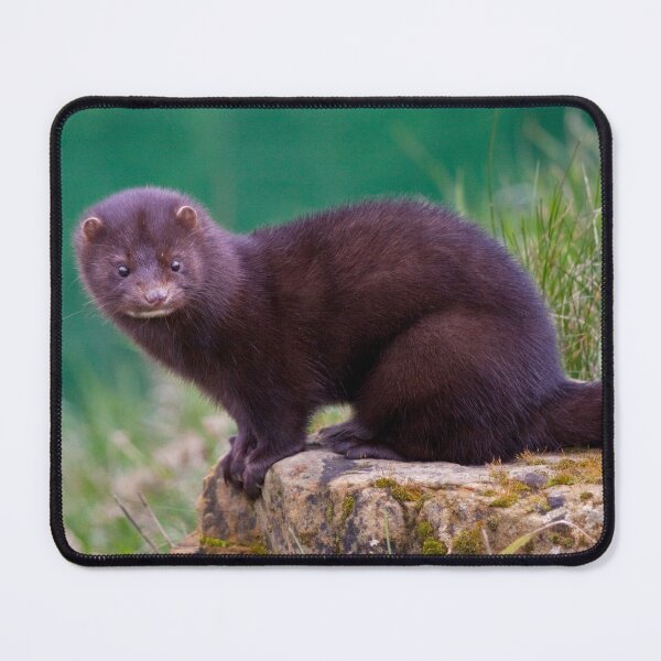 Item preview, American Mink designed and sold by Krys Bailey.