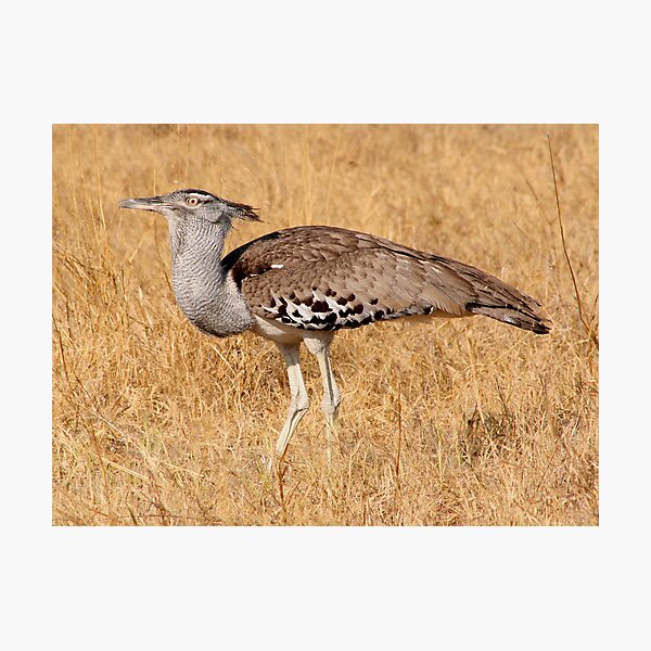 Kori Bustard Photographic Print