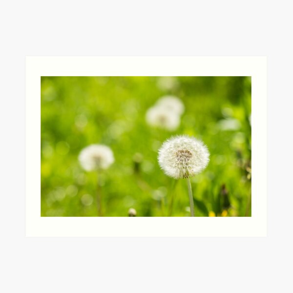 white dandelion on green grass blur background Art Print