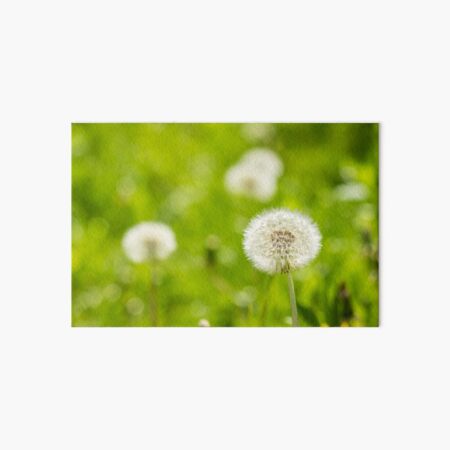 white dandelion on green grass blur background Art Board Print