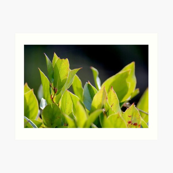 Art Print