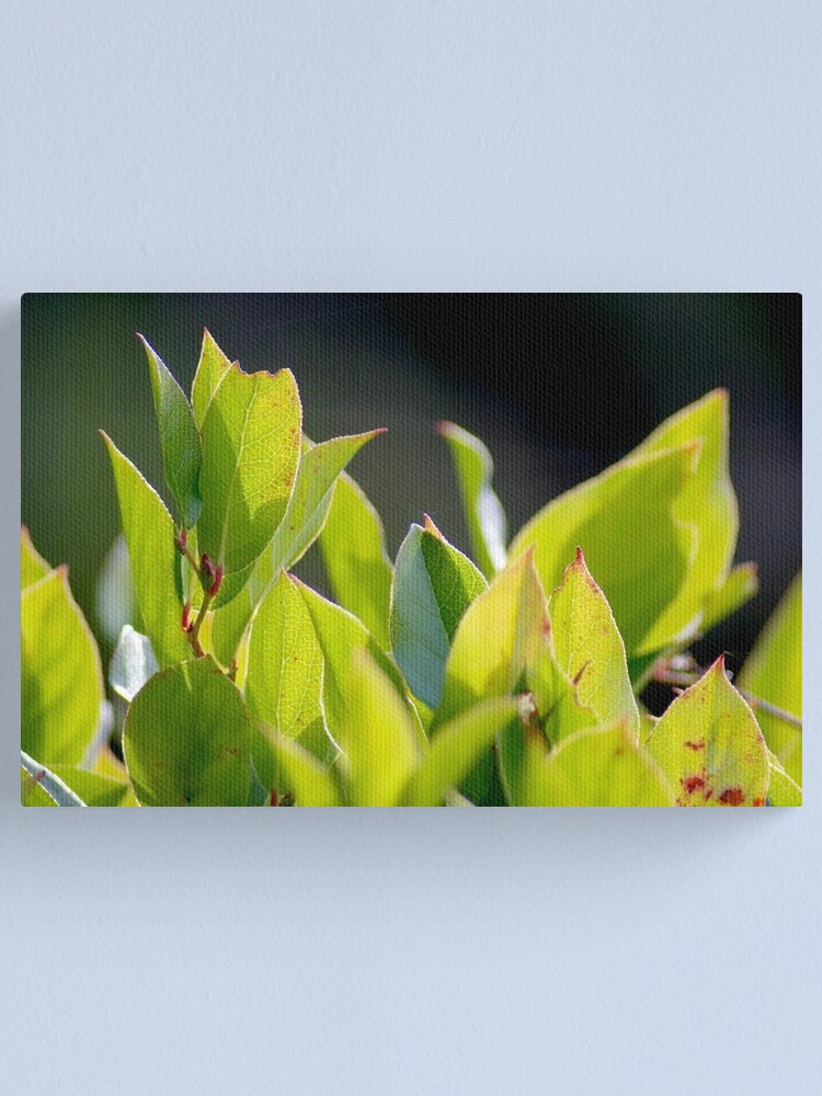 Thumbnail 1 of 3, Canvas Print, Before the Cakes designed and sold by DaogreerEarth.