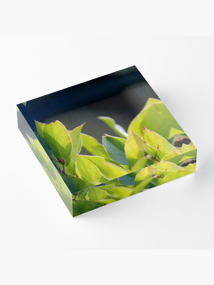 Thumbnail 3 of 5, Acrylic Block, Before the Cakes designed and sold by DaogreerEarth.