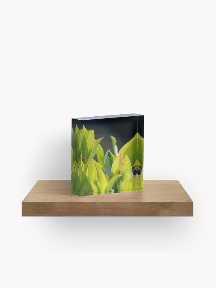 Thumbnail 1 of 5, Acrylic Block, Before the Cakes designed and sold by DaogreerEarth.