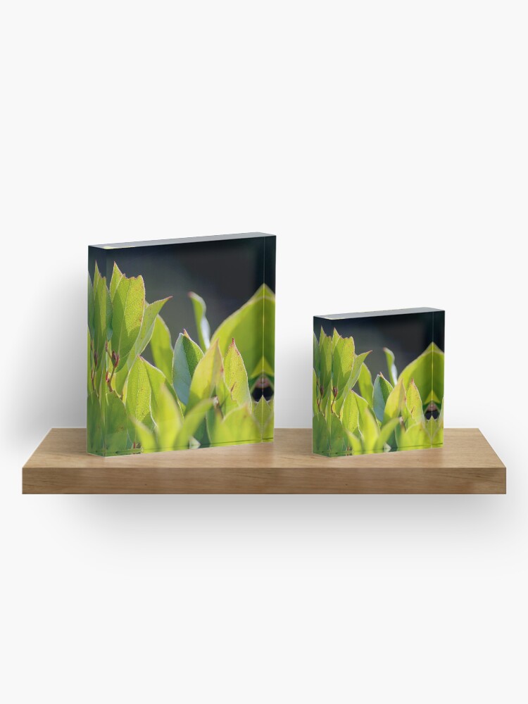 Thumbnail 4 of 5, Acrylic Block, Before the Cakes designed and sold by DaogreerEarth.