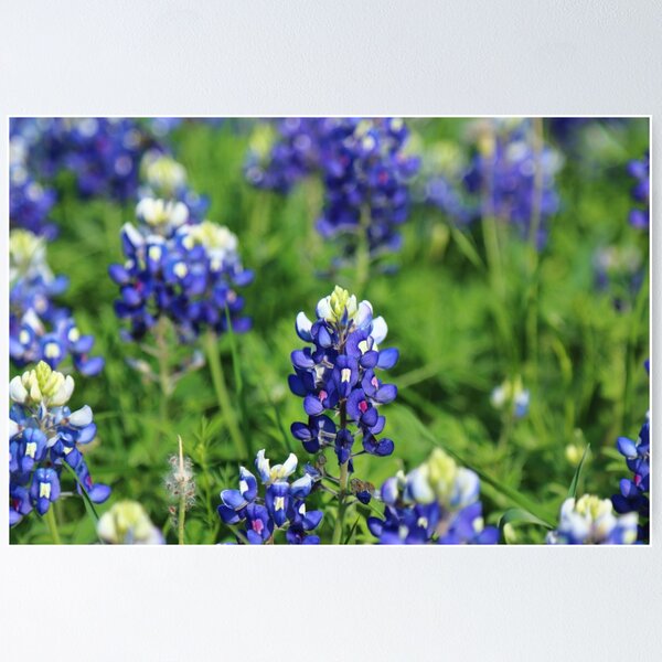 Item preview, The Texas Blue Bonnet designed and sold by Olivia Plasencia.