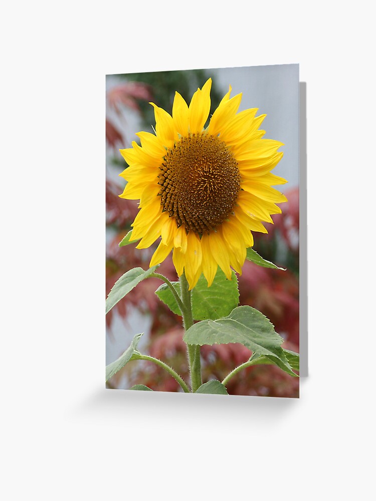 Tarjetas de felicitación «Girasol» de sneezeweed | Redbubble