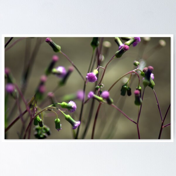Item preview, Wild designed and sold by Kaushik Rabha.