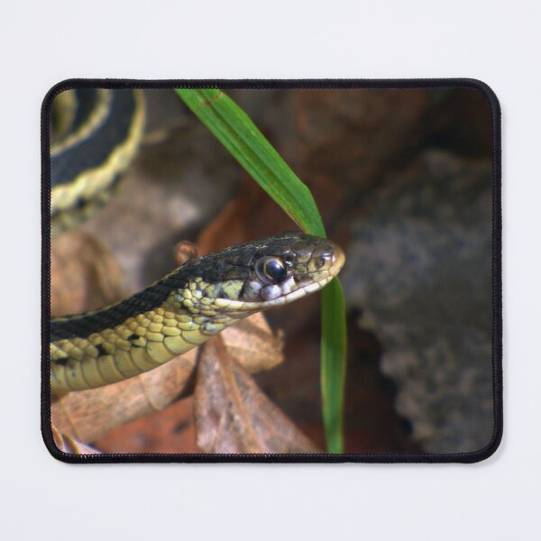 Item preview, Baby Snake By Brandon Cable  designed and sold by BrandonArtWorld.