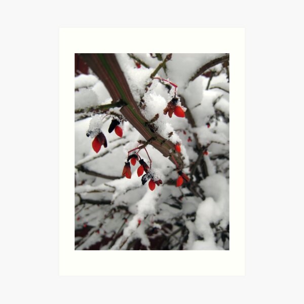 Snow on the Berries Art Print