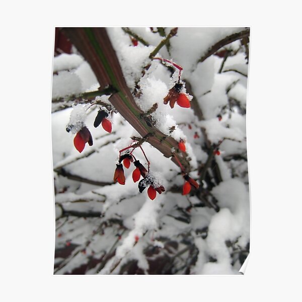 Snow on the Berries Poster