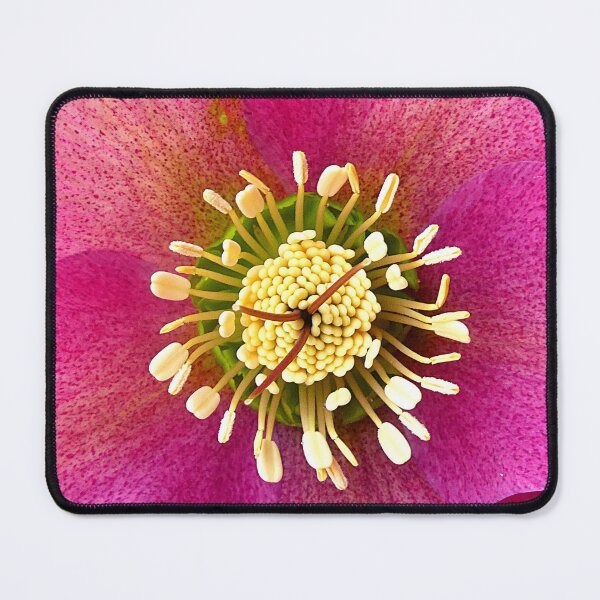 Item preview, Helleborus closeup designed and sold by angel1.