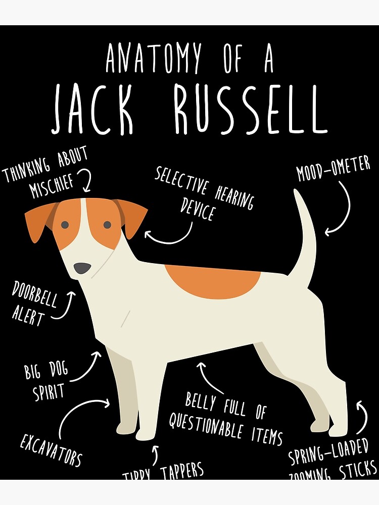 Jack 2025 russell items