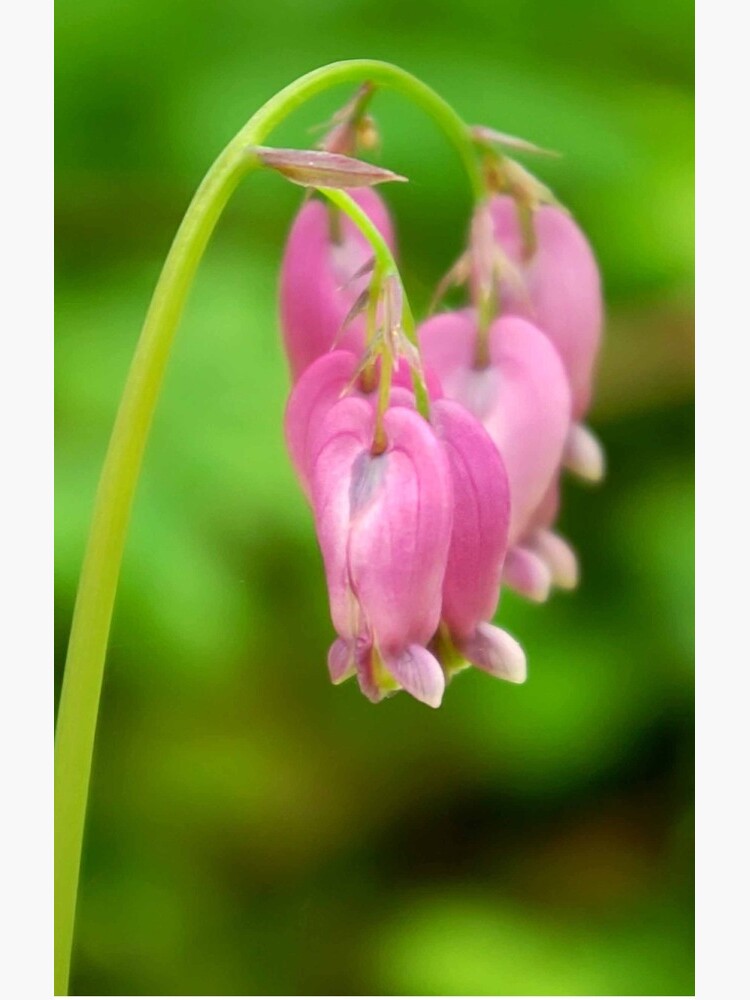 Thumbnail 4 of 4, Samsung Galaxy Phone Case, Bleeding Heart designed and sold by DaogreerEarth.