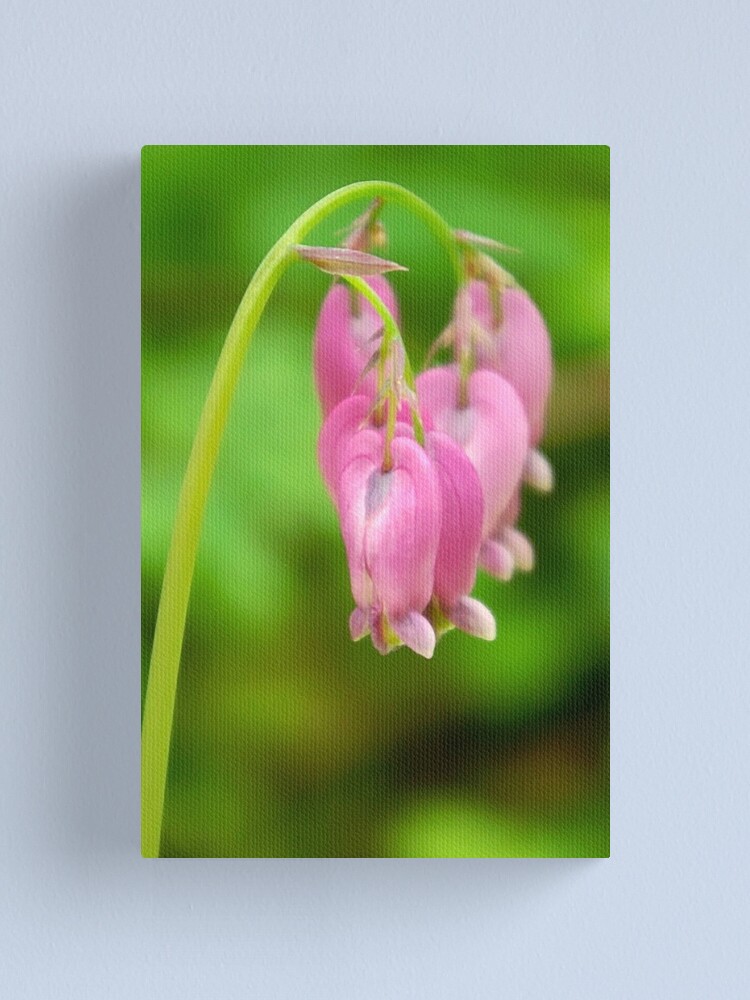 Thumbnail 1 of 3, Canvas Print, Bleeding Heart designed and sold by DaogreerEarth.