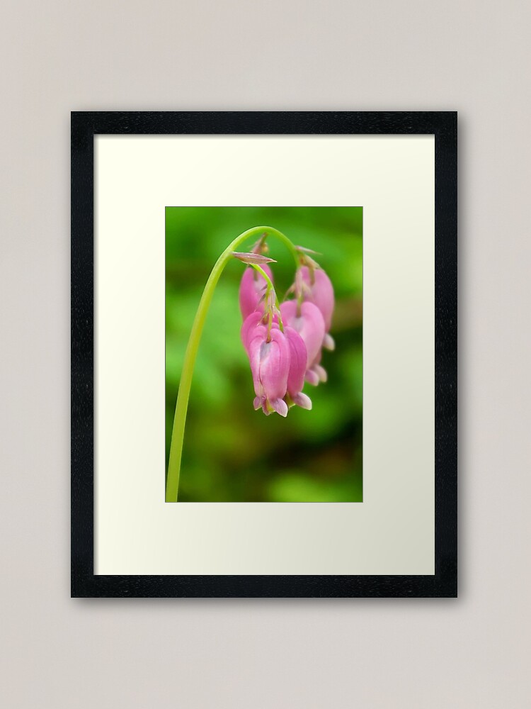 Thumbnail 1 of 7, Framed Art Print, Bleeding Heart designed and sold by DaogreerEarth.