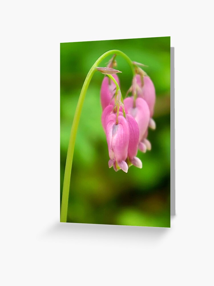 Thumbnail 1 of 2, Greeting Card, Bleeding Heart designed and sold by DaogreerEarth.