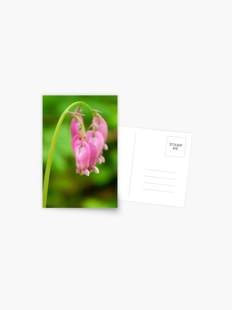 Thumbnail 1 of 2, Postcard, Bleeding Heart designed and sold by DaogreerEarth.