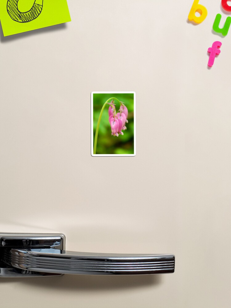 Thumbnail 1 of 3, Magnet, Bleeding Heart designed and sold by DaogreerEarth.
