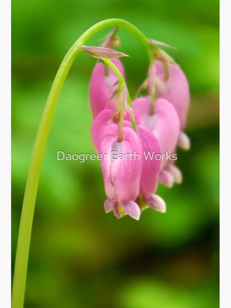 Thumbnail 2 of 2, Art Board Print, Bleeding Heart designed and sold by DaogreerEarth.
