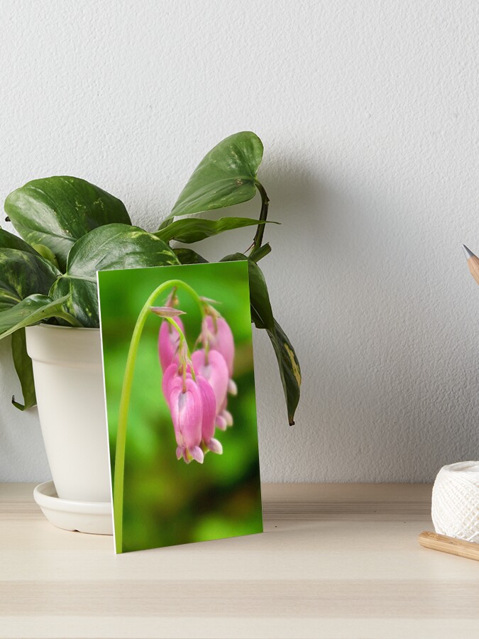 Thumbnail 1 of 2, Art Board Print, Bleeding Heart designed and sold by DaogreerEarth.