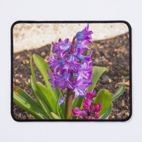 Item preview, Pink Hyacinth. designed and sold by GingerMan2550.