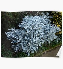 Dusty Miller Poster