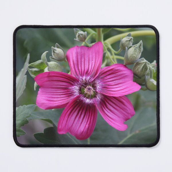 Item preview, Spring for the Island Tree Mallow designed and sold by Martha Sherman.