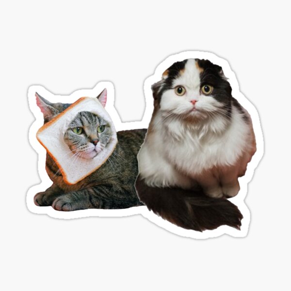 Polite Cat Meme Discover more interesting Animal, Cat, Cat Face, Cute memes.