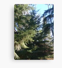 Coniferous Evergreen Canvas Print