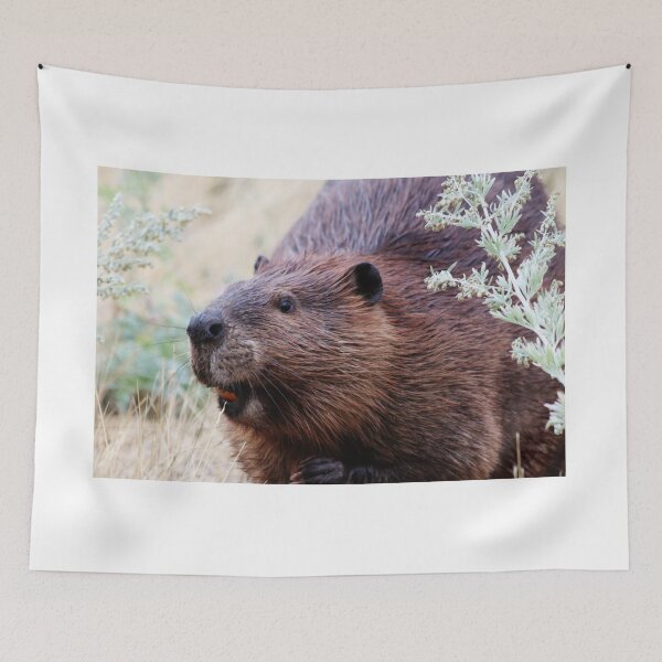 Item preview, North American Beaver designed and sold by Alyce Taylor.